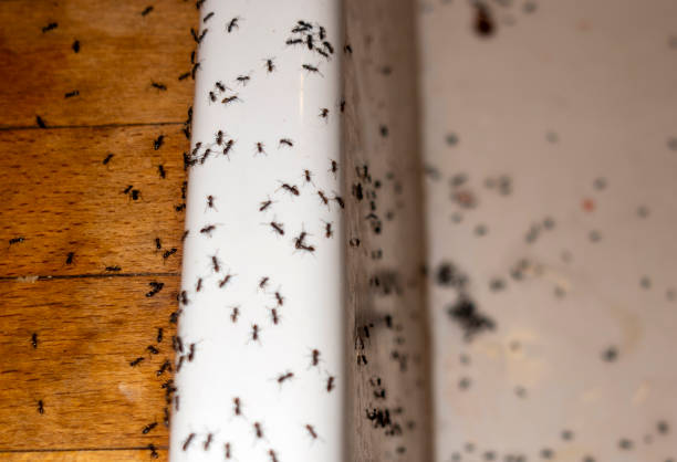 Best Affordable Pest Control Services  in Glen Ellyn, IL